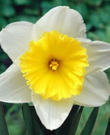 Нарцис (Narcissus) Ise Follies